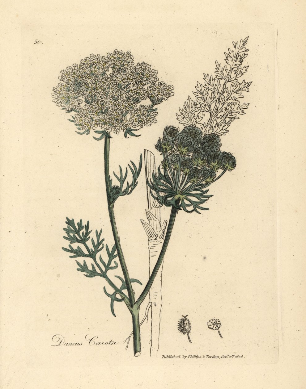 نبات الجزر البري الأبيض المزهر ، Daucus carota بواسطة جيمس سويربي