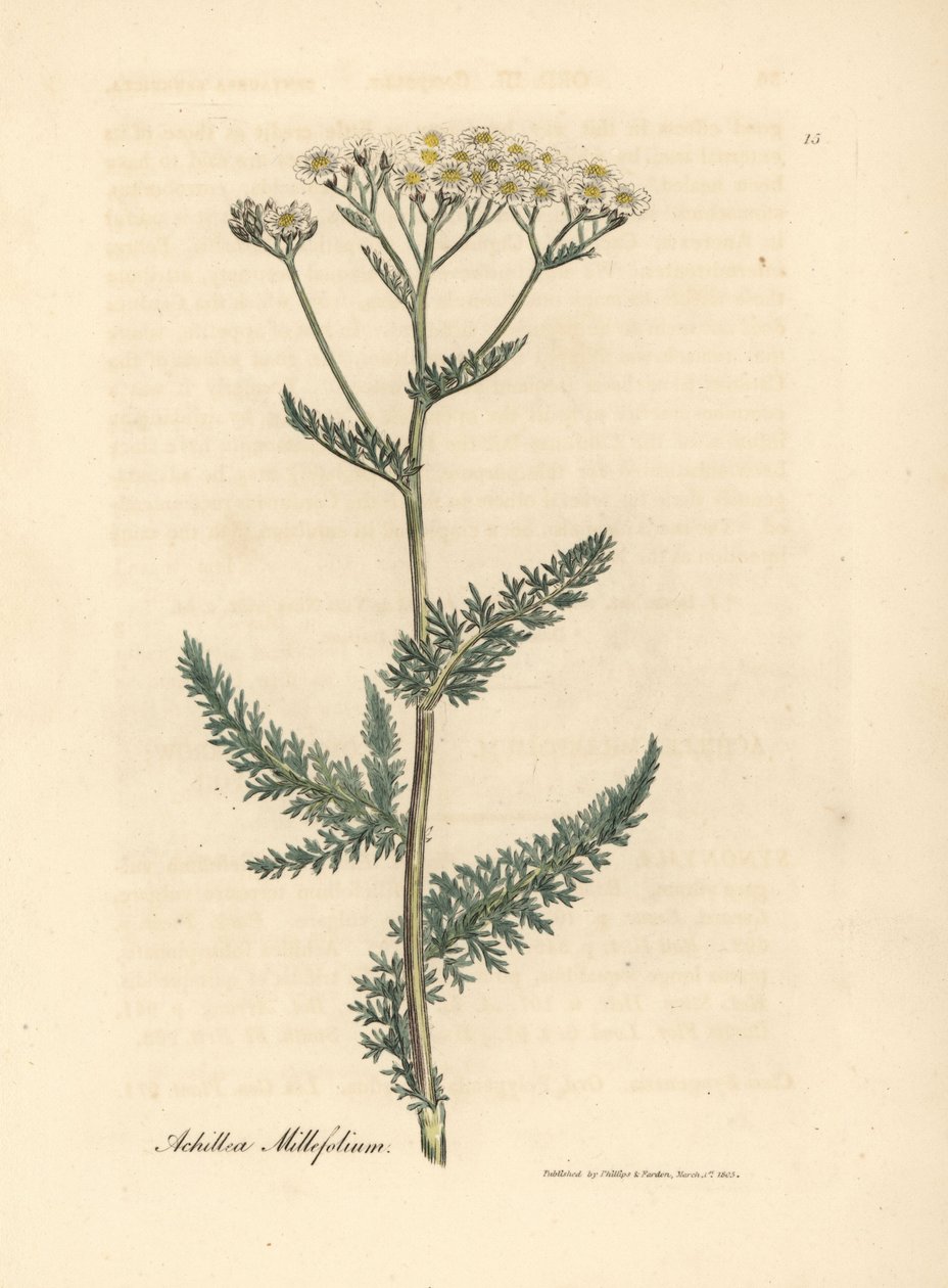 زهرة اليارو البيضاء أو الزهرة البيضاء ، Achillea millefolium بواسطة جيمس سويربي