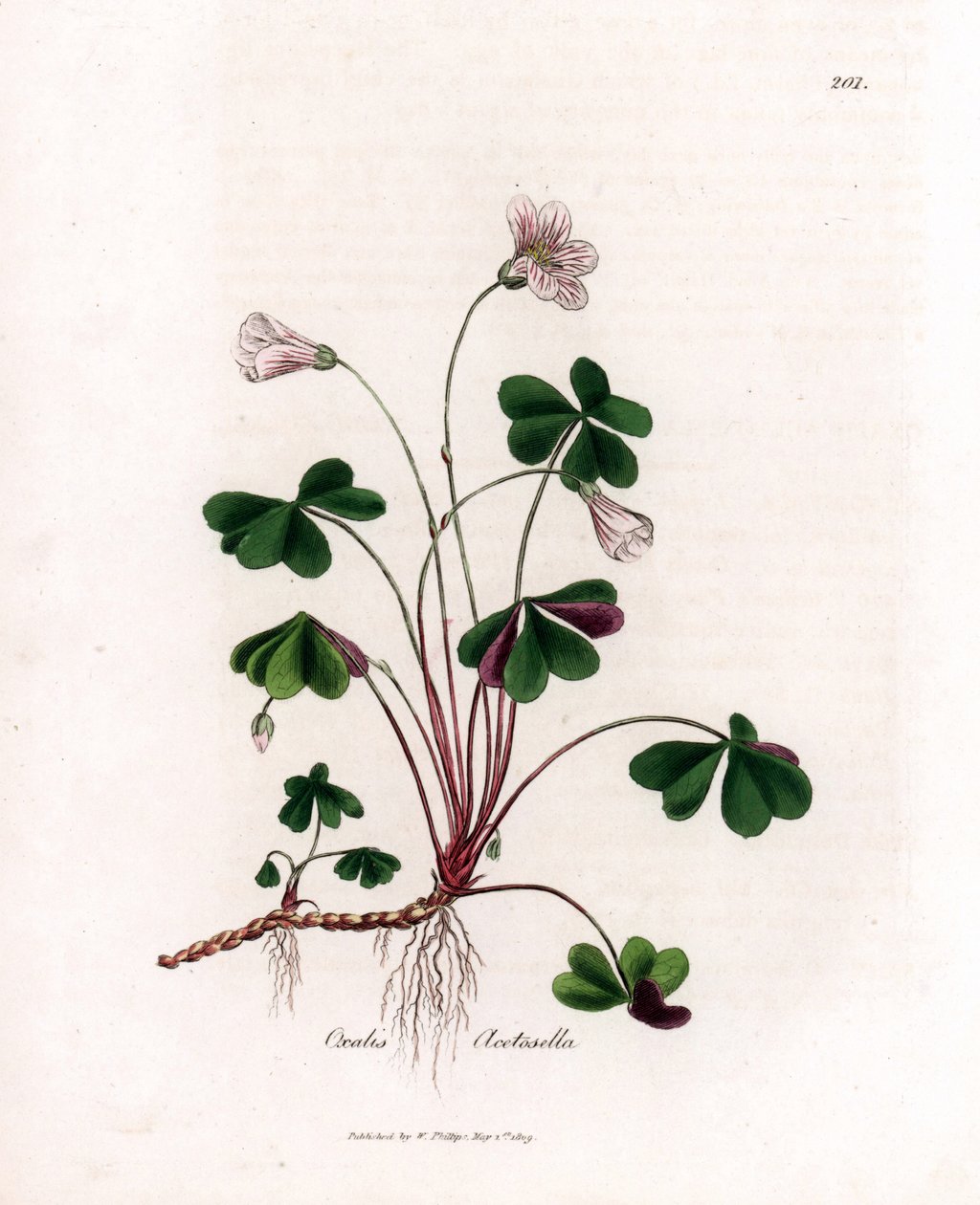حميض الخشب أو أكسيد الخشب - Woodsorrel ، Oxalis acetosella. نقش على لوح نحاسي ملون يدويًا من رسم نباتي رسمه جيمس سوربي من ويليام وودفيل والسير ويليام جاكسون هوكر "" علم النبات الطبي ، "جون بون ، لندن بواسطة جيمس سويربي