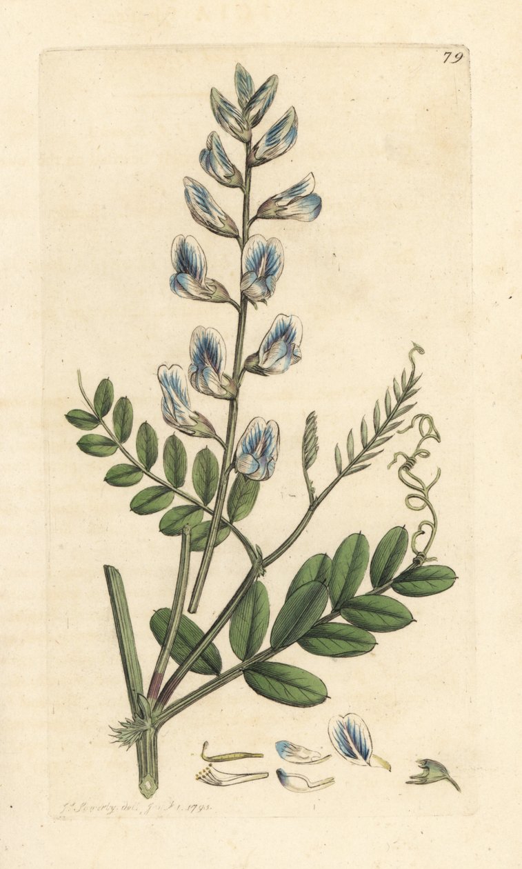 البيقية الخشبية ، Vicia sylvatica (vesce des bois) نقش على لوح نحاسي ملون يدويًا بعد رسم توضيحي لجيمس سوربي من علم النبات الإنجليزي لجيمس سميث ، لندن بواسطة جيمس سويربي