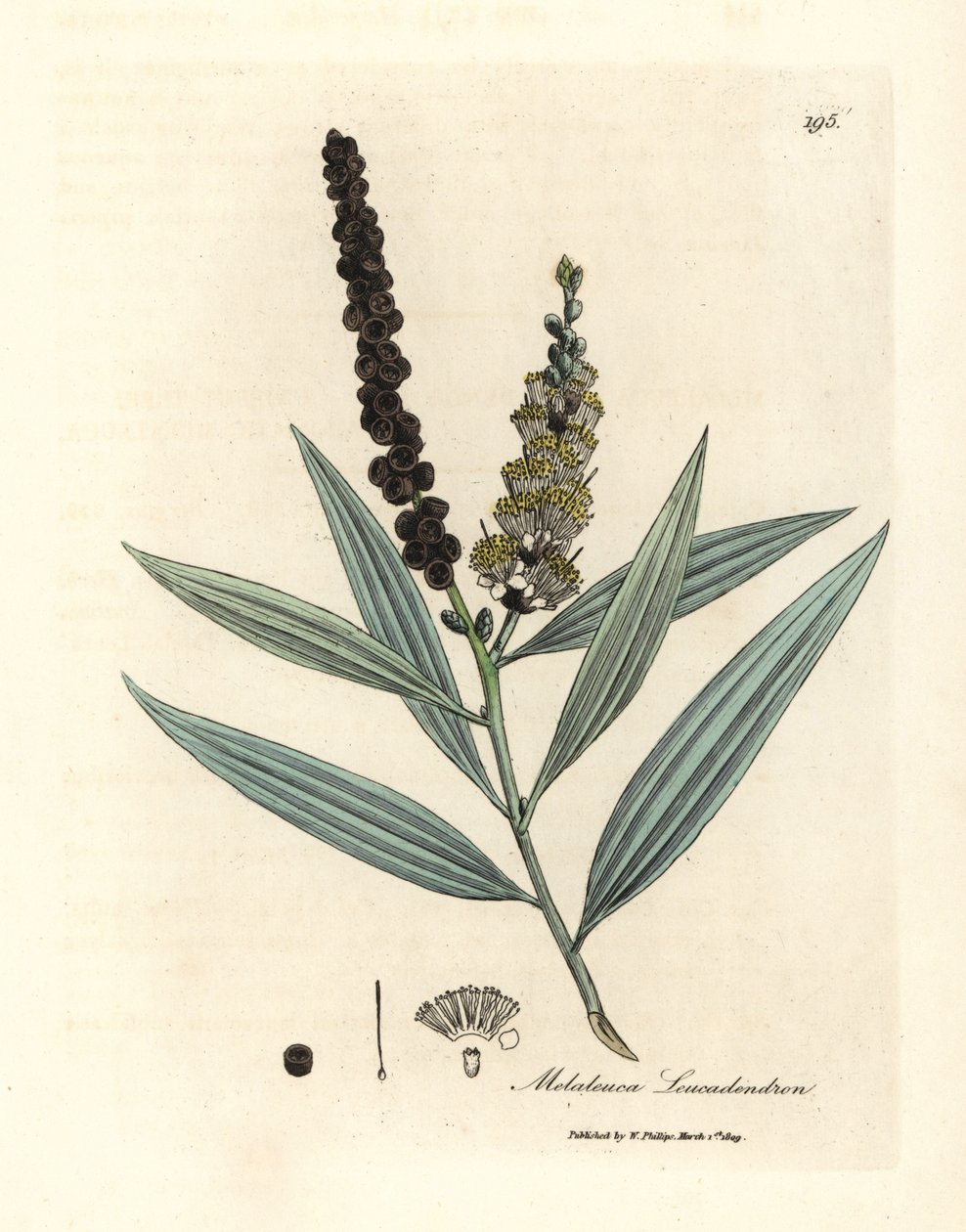 شجرة كاجيبوت ذات أزهار صفراء، Melaleuca leucadendron بواسطة جيمس سويربي