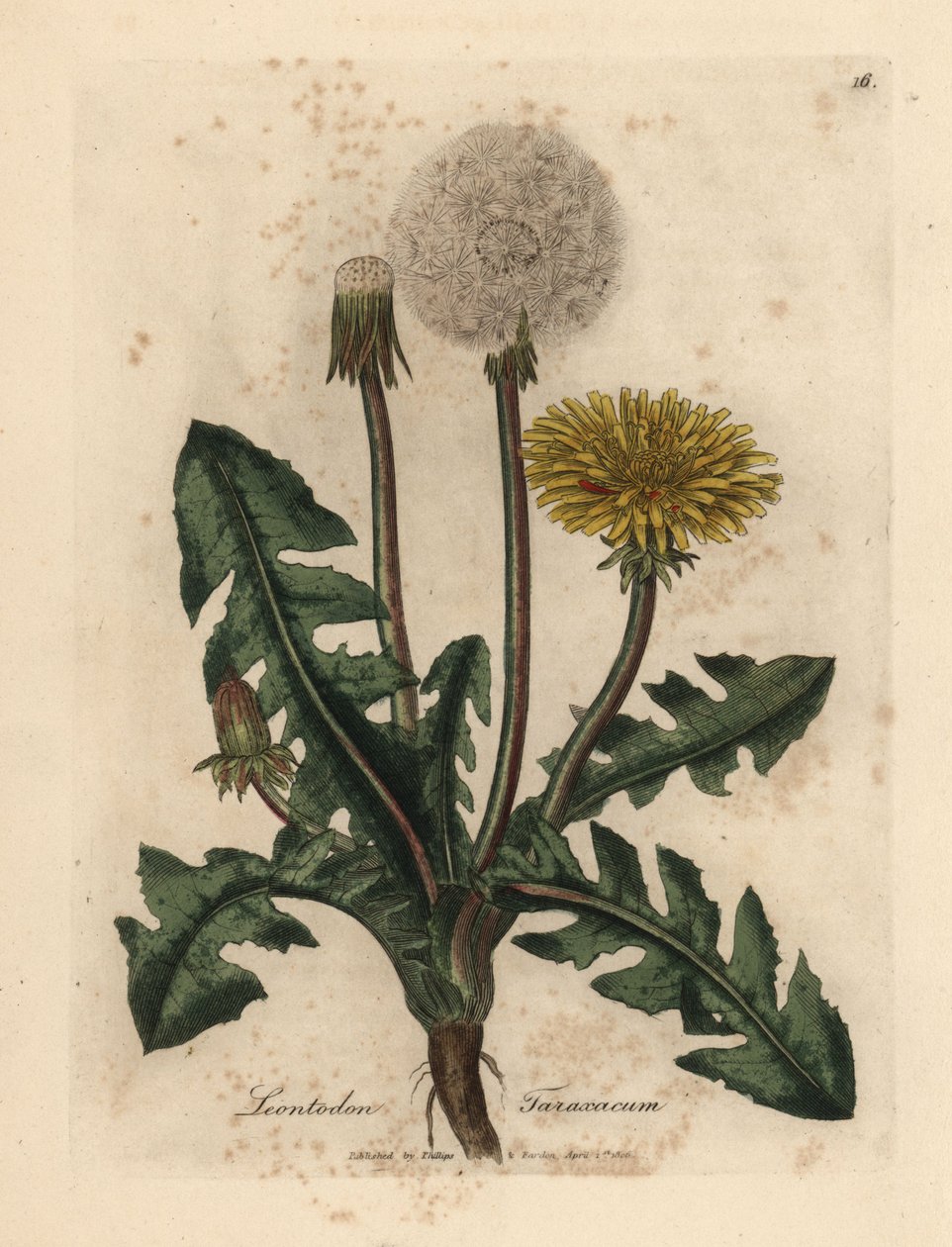 الهندباء البرية الصفراء المزهرة ، Leontodon taraxacum بواسطة جيمس سويربي