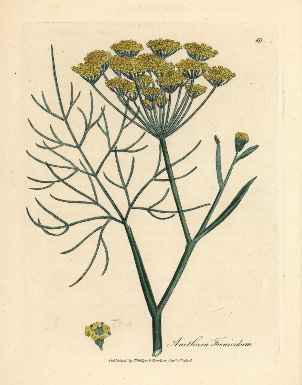 الشمر ذو الأزهار الصفراء، Anethum foeniculum بواسطة جيمس سويربي