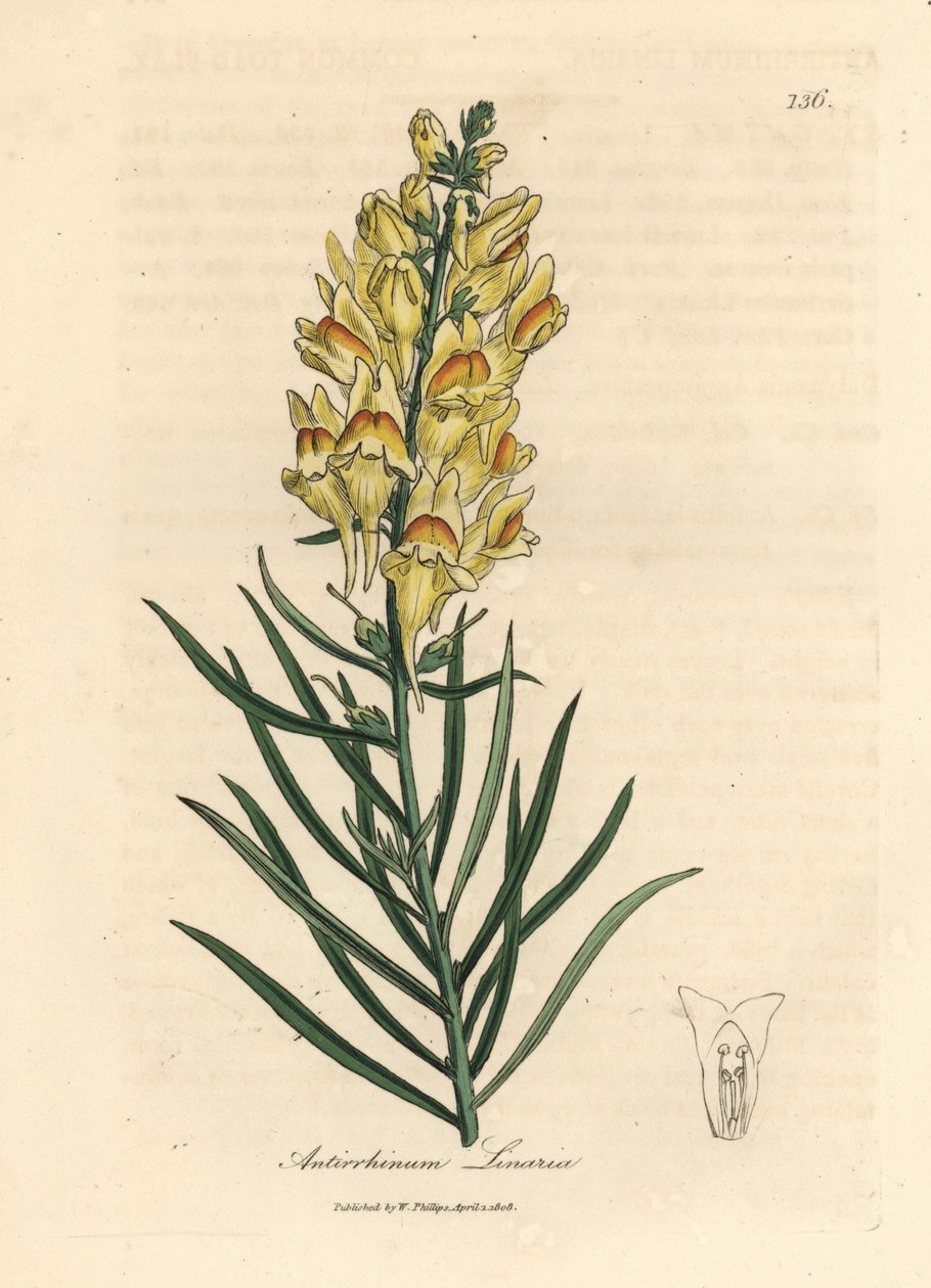 أنف العجل أصفر مزهر ، Antirrhinum linaria بواسطة جيمس سويربي