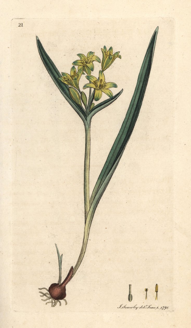 النجمة الصفراء لبيت لحم ، Gagea lutea (Ornithogalum luteum) (gagee jaune) نقش على لوح نحاسي ملون يدويًا بعد رسم توضيحي بواسطة جيمس سوربي من علم النبات الإنجليزي لجيمس سميث ، لندن بواسطة جيمس سويربي