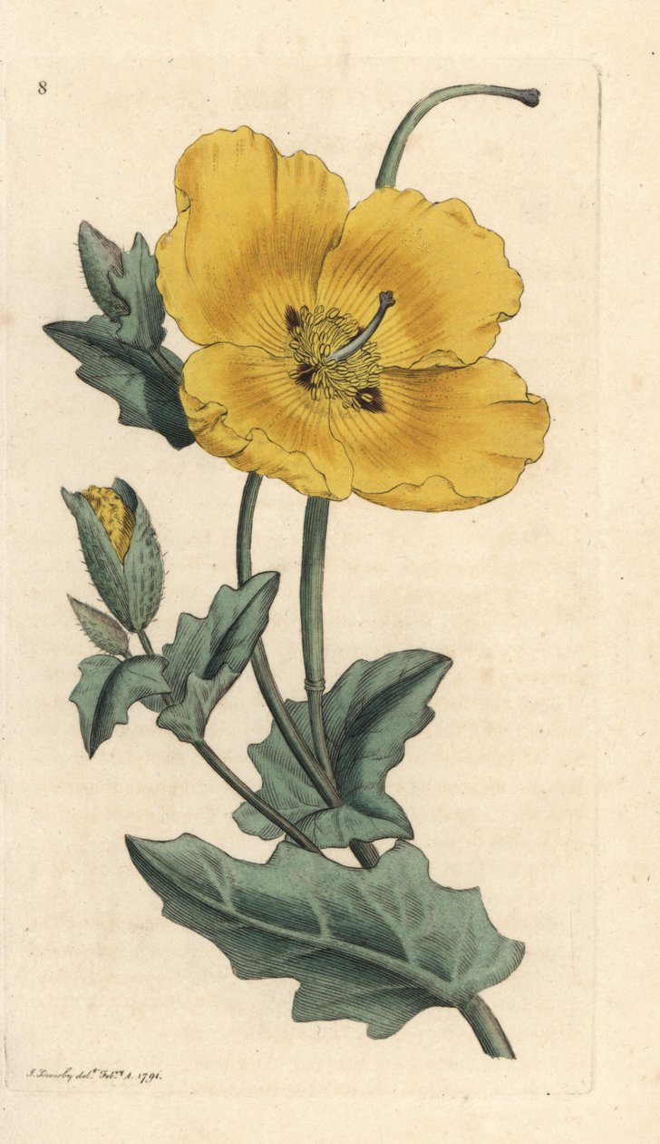 خشخاش القرون الصفراء ، Glaucium flavum (Chelidonium glaucium) نقش على لوح نحاسي ملون يدويًا بعد رسم توضيحي بواسطة James Sowerby من علم النبات الإنجليزي لجيمس سميث ، لندن بواسطة جيمس سويربي