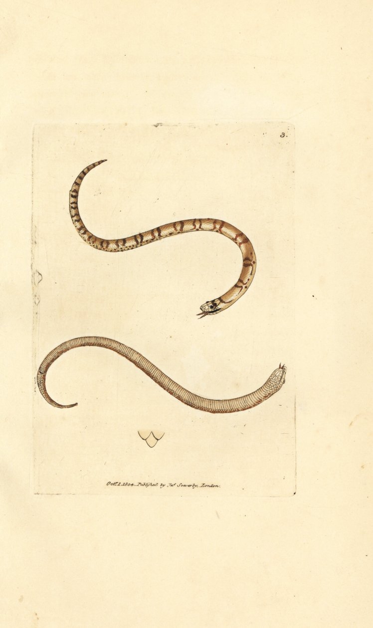 ثعبان صغير أملس ، Coronella austriaca (ثعبان Dumfriesshire ، Coluber dumfrisiensis). نقش على لوح نحاسي ملون يدويًا بواسطة James Sowerby من The British Miscellany ، أو أشكال ملونة لموضوعات حيوانية جديدة أو نادرة أو غير معروفة. بواسطة جيمس سويربي