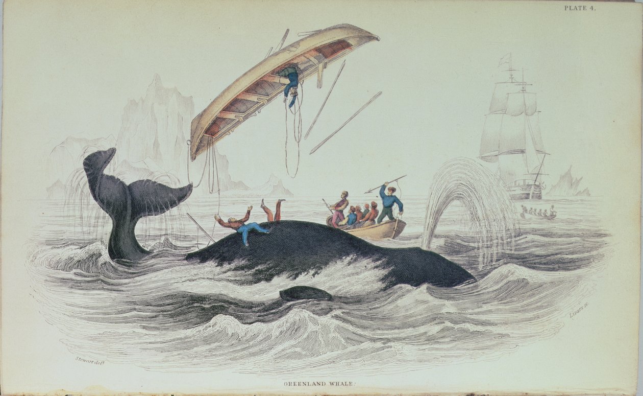 حوت غرينلاند ، رسم توضيحي منقوش بواسطة ويليام هوم ليزارز (1788-1859) بواسطة جيمس ستيوارت