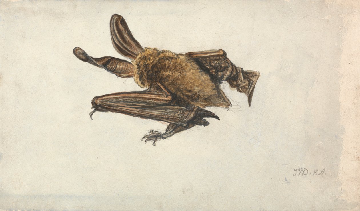 خفاش بني طويل الأذن (Plecotus auritus) بواسطة جيمس وارد