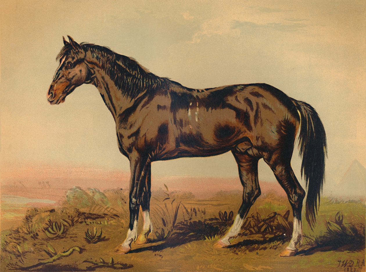 حصان دنقلا ، c1850 ، c1879. بواسطة جيمس وارد