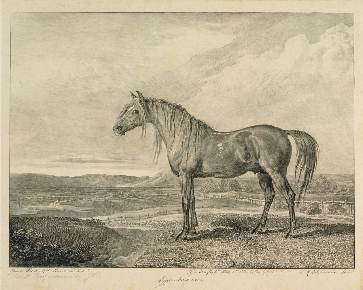 كوبنهاغن ، من "الخيول المشهورة" ، مجموعة من أربعة عشر طبعة سباق نشرت من قبل الفنان ، 1823-24 بواسطة جيمس وارد