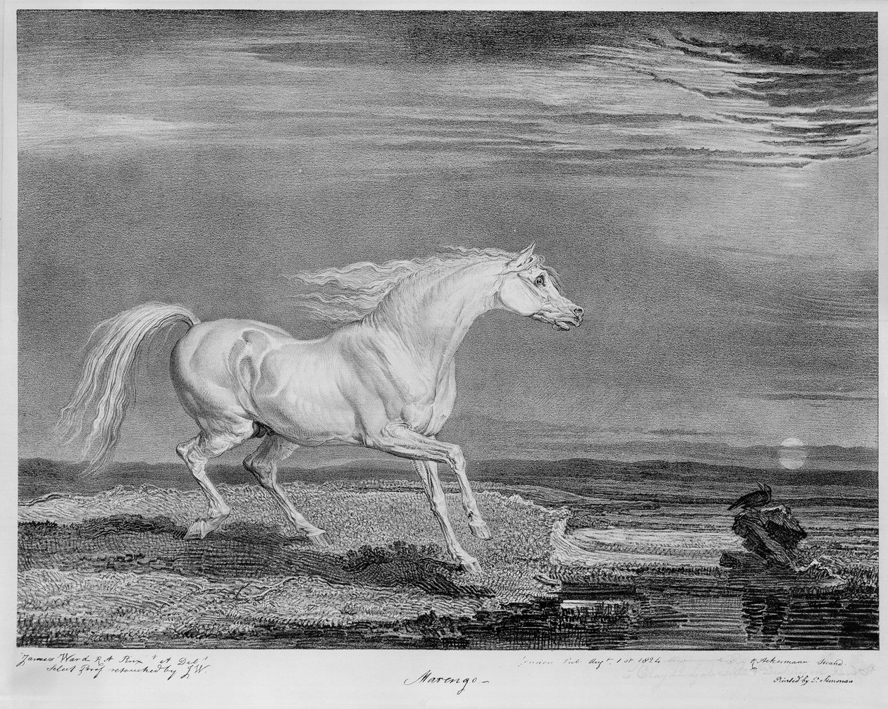 "Marengo" ، الشاحن المفضل لنابليون الأول ، حوالي 1815 بواسطة جيمس وارد