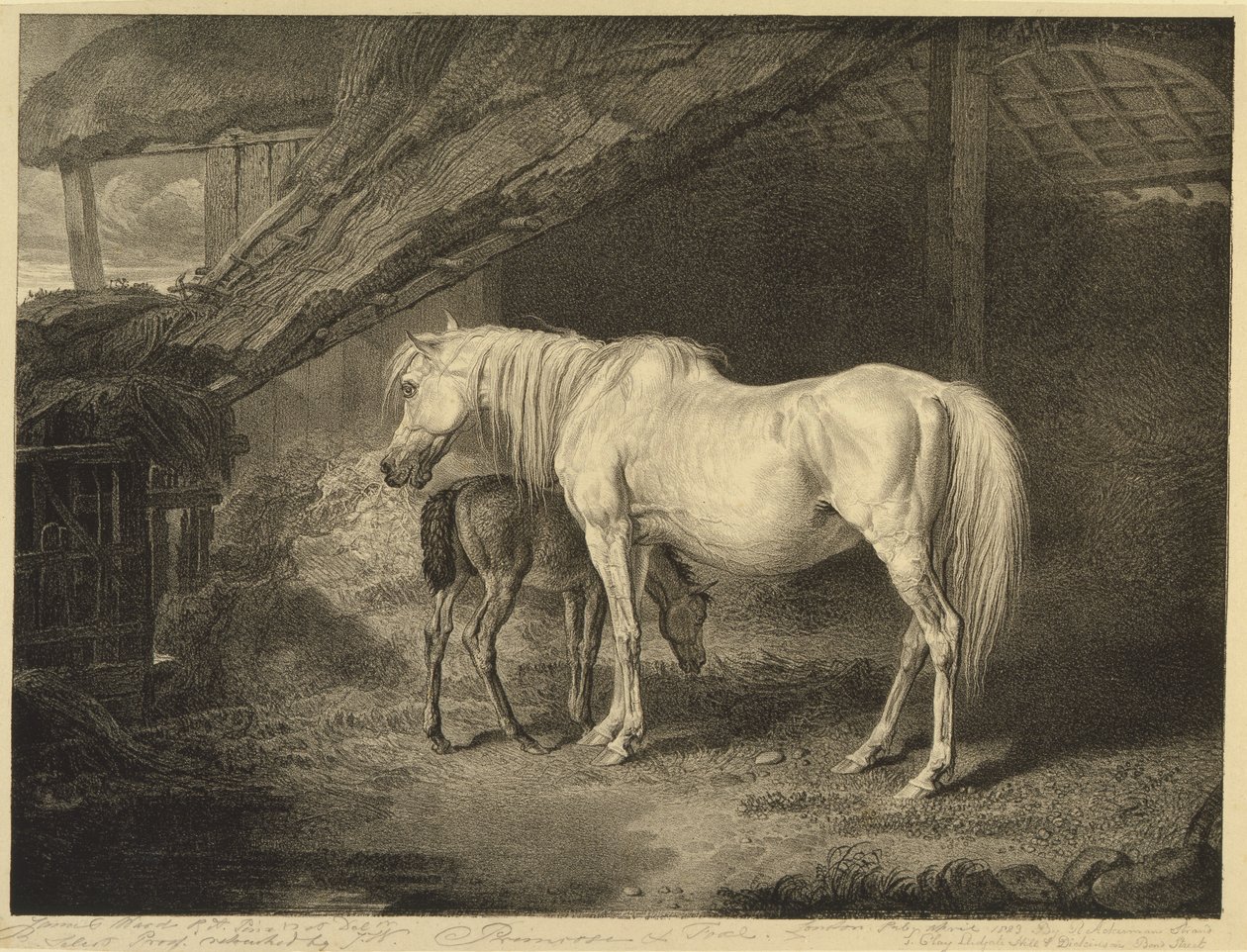 Primrose and Foal ، من الخيول المشهورة ، مجموعة من أربعة عشر طبعة سباق نشرت من قبل الفنان ، 1823-24 بواسطة جيمس بعد وارد