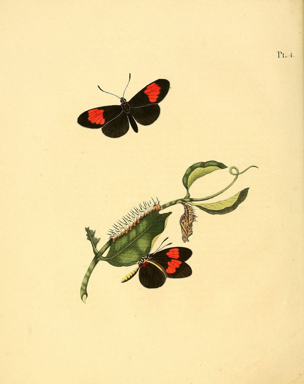 النحل Heliconius بواسطة جان كريستين سيب