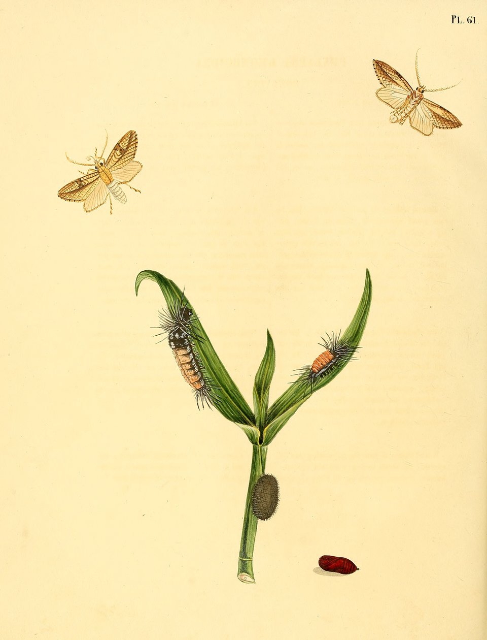 فراشة غير معروفة ، توصف بأنها Phalaena rhomboidea بواسطة جان كريستين سيب