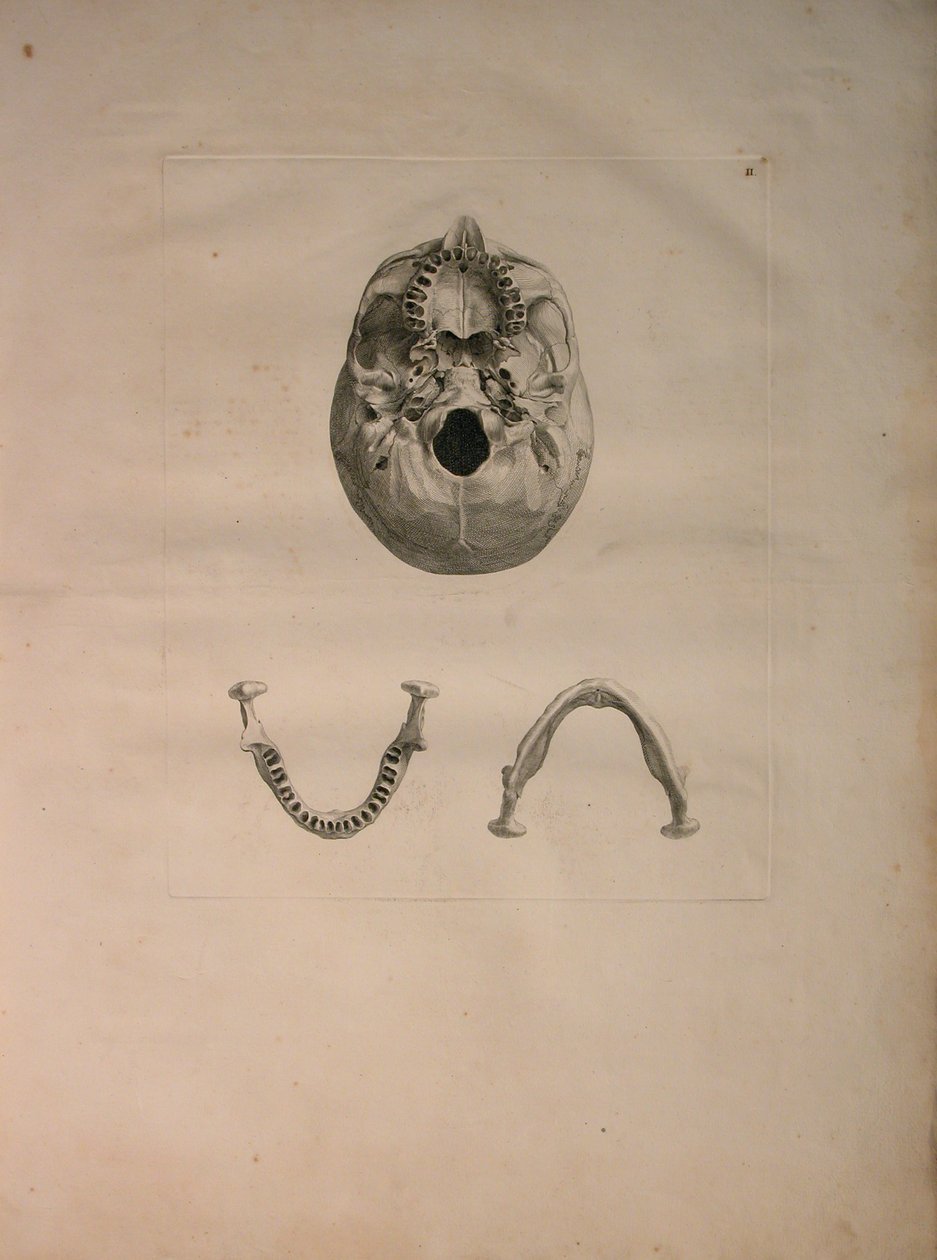 الالبومات 2 Pl. 2 ، الجمجمة ، من "جدول عظام بشرية ، بقلم برنارد سيغفريد ألبينوس (1697-1770) ، نشره J.undH. فيربيك ، ببليوب. 1753 ، ليدن ، ج .1729 بواسطة جان وانديلار