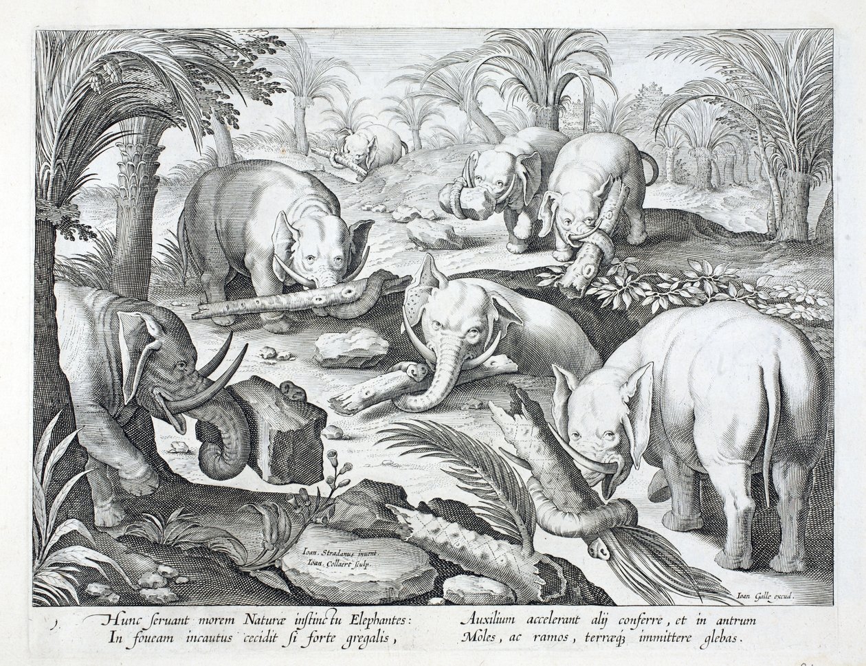 قطيع من الفيلة يبني بشكل غريزي مصيدة حفرة ، توضيحات من "Venationes ، Ferarum ، Avium ، Piscium" (من الصيد: وحوش برية ، طيور ، سمك) ، نقش بواسطة Jan Collaert (1566-1628) ، حانة. بواسطة Philli بواسطة جان فان دير سترايت