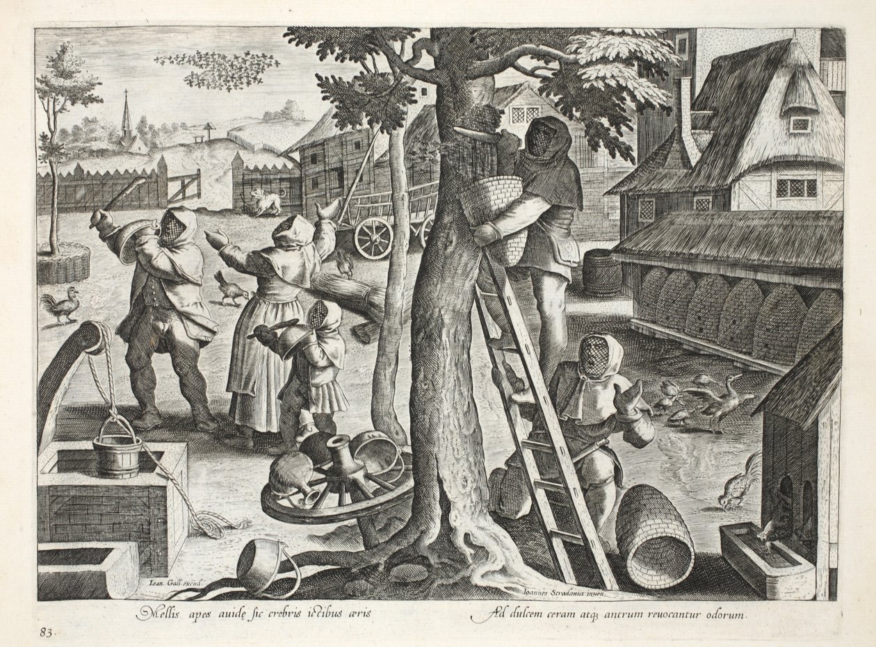 مربي النحل ، لوحة 83 ، رسم توضيحي من "Venationes ، Ferarum ، Avium ، Piscium" (للصيد: وحوش برية ، طيور ، أسماك) ، نقش بواسطة Jan Collaert (1566-1628) ، حانة. بقلم فيليبوس غالايوس ، أمستردام (engra بواسطة جان فان دير سترايت