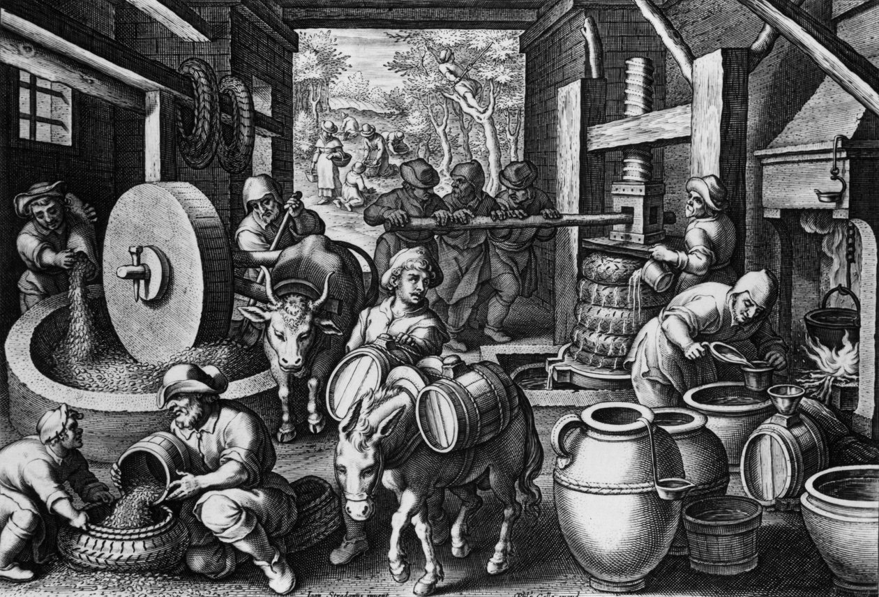 زيت زيتون ، لوحة 12 من مرجع جديد منقوش بواسطة Philips Galle ، c.1580-1605 بواسطة جان فان دير سترايت