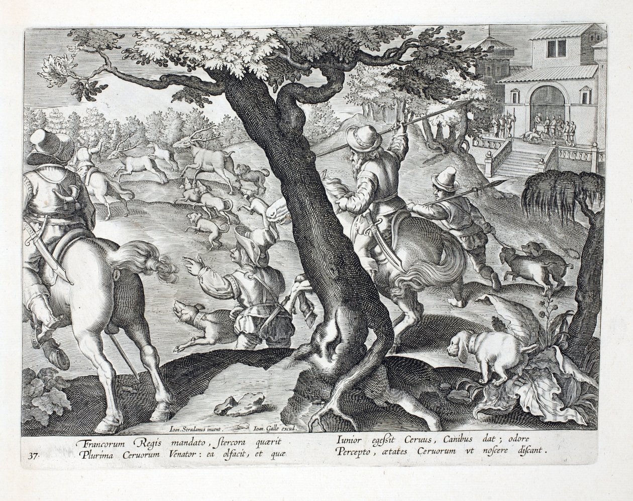 الملك الفرنسي الأيل الصيد مع الكلاب ، التوضيح من "Venationes ، Ferarum ، Avium ، Piscium" (للصيد: وحوش برية ، طيور ، أسماك) ، نقش بواسطة Jan Collaert (1566-1628) ، حانة. فيليب جاليوس بواسطة جان فان دير سترايت