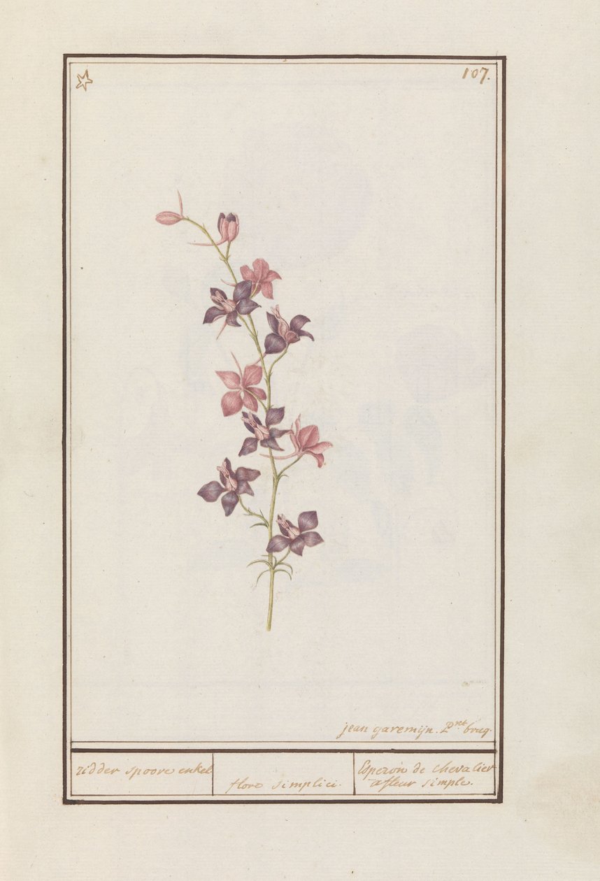 لاركسبور (كونسوليدا) فارس حفز واحد. / floro simplici. / Esperon de chevalier afluer بسيط. (العنوان على الكائن) بواسطة جان أنتون جارمين
