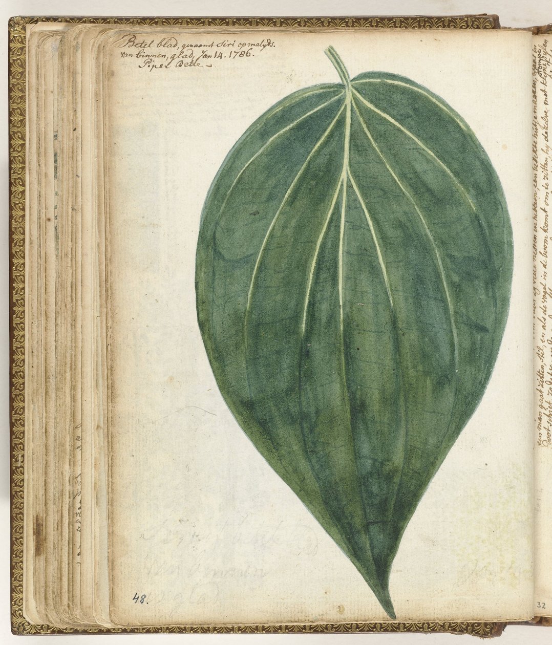 سيريه من betelblad بواسطة جان برانديز