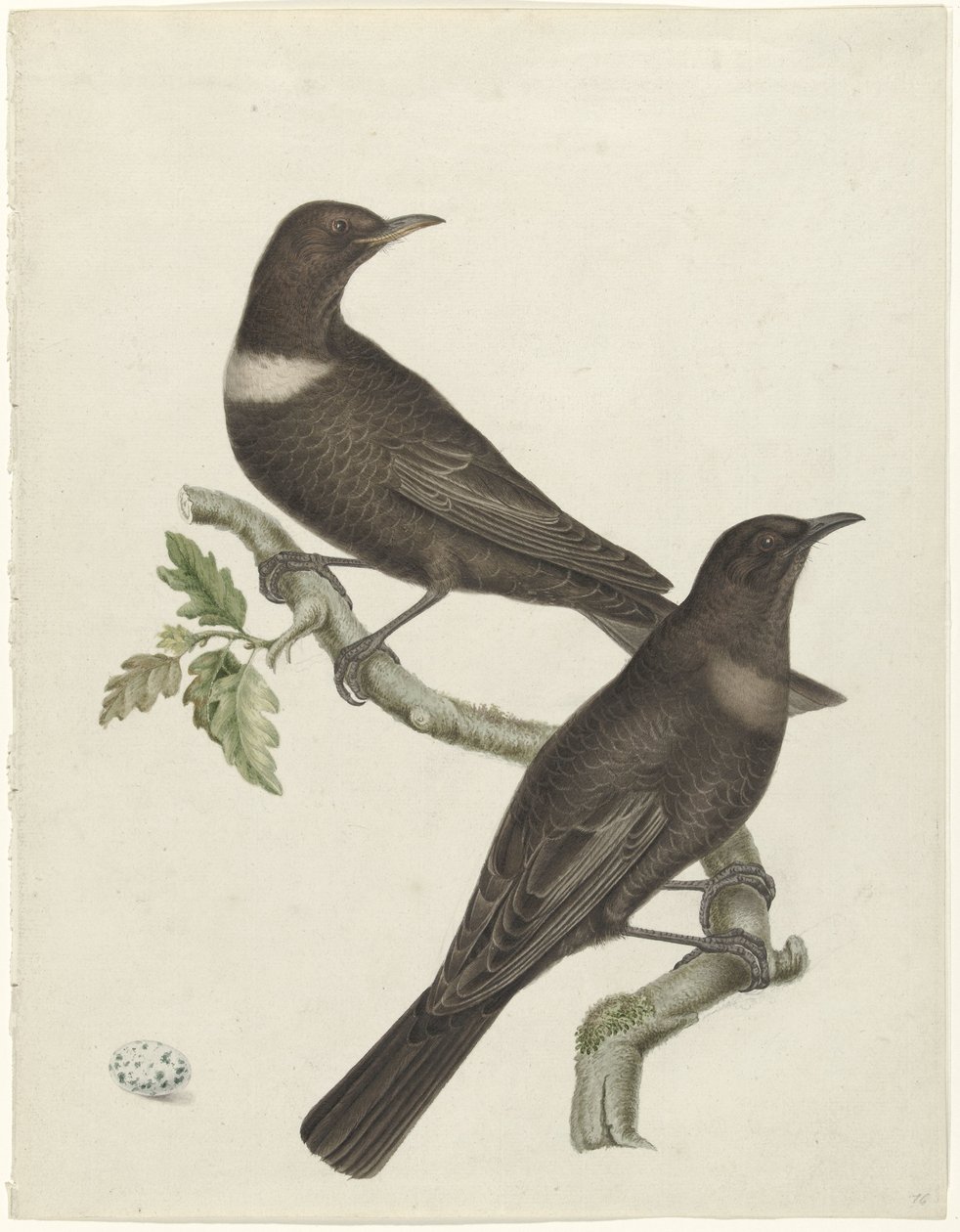 حلقتان من القلاع (Purdus torquatus) مع بيضة بواسطة جان كريستيان سيب (ربما)
