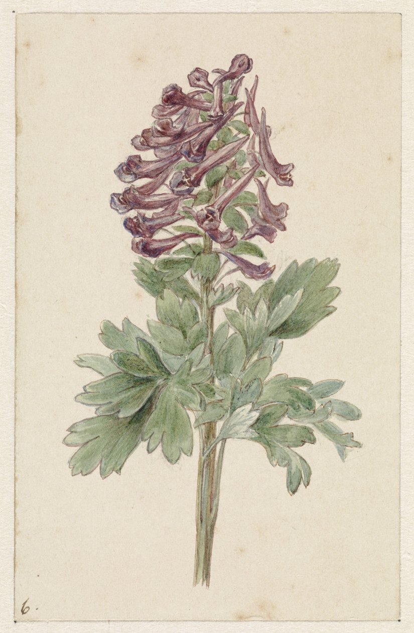 تزهر Corydalis bulbosa بواسطة جان جاكوب جوثلينج فينيس