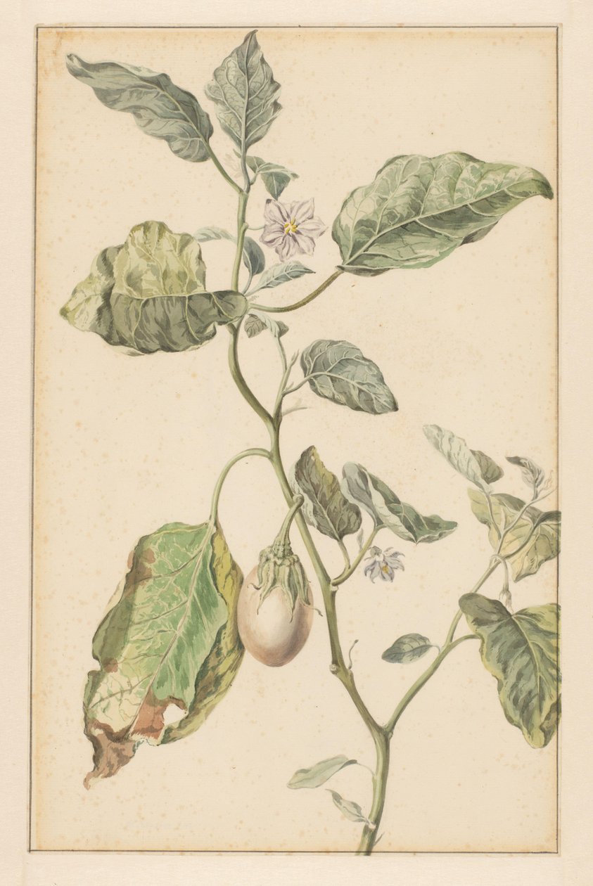 Aubergineplant (العنوان على الكائن) بواسطة جان جانز. فان دير فين