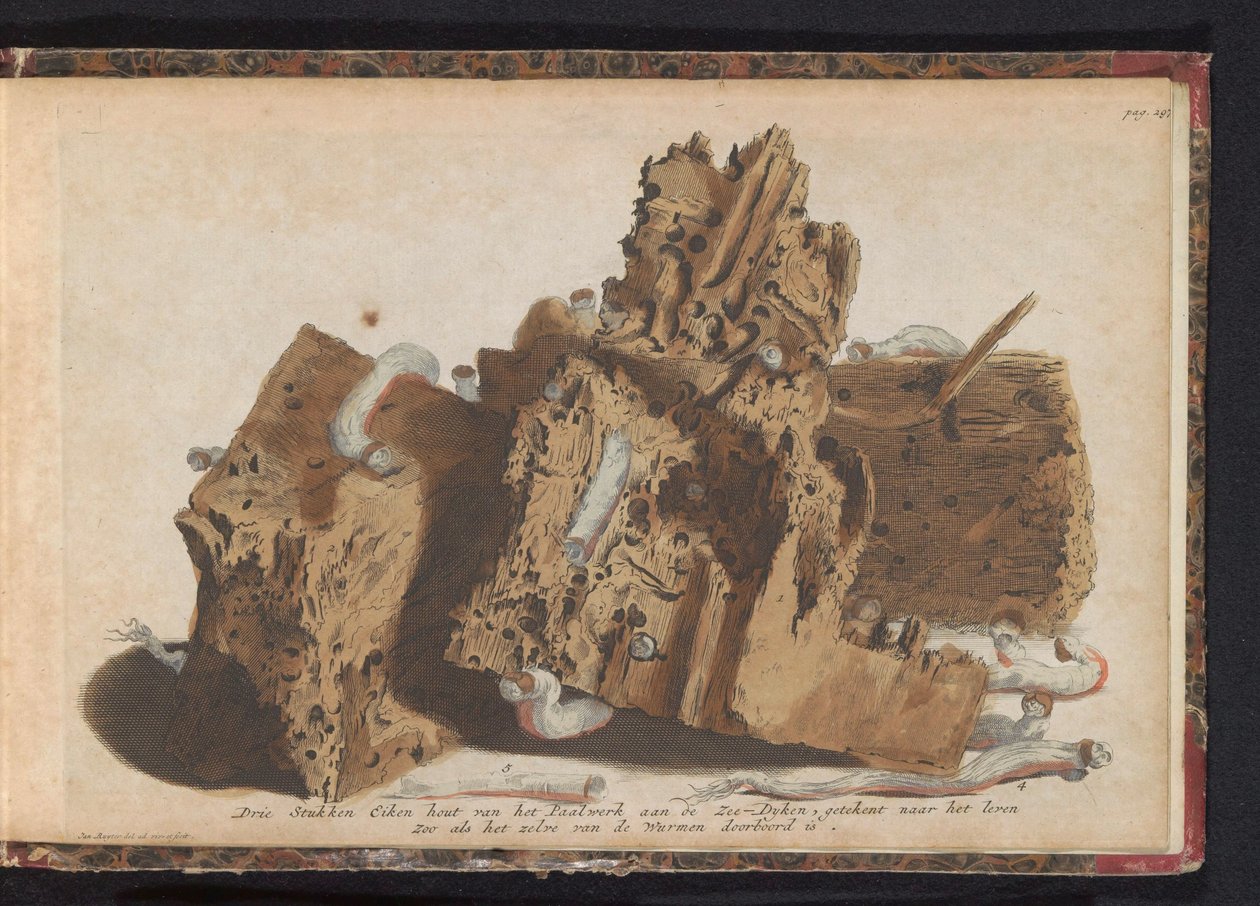 أجزاء من العمل المتأثر بدودة السفن ، 1731 ثلاث قطع من خشب البلوط من Paalwerk aan de Zee-Dyken ، مرسومة بعد الحياة حيث اخترقتها Wurmen (العنوان على الكائن) بواسطة جان رويتر