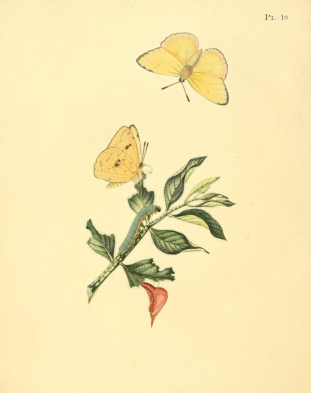 Phoebis Senna (syn. Butterfly Hypericum) بواسطة جان سيب