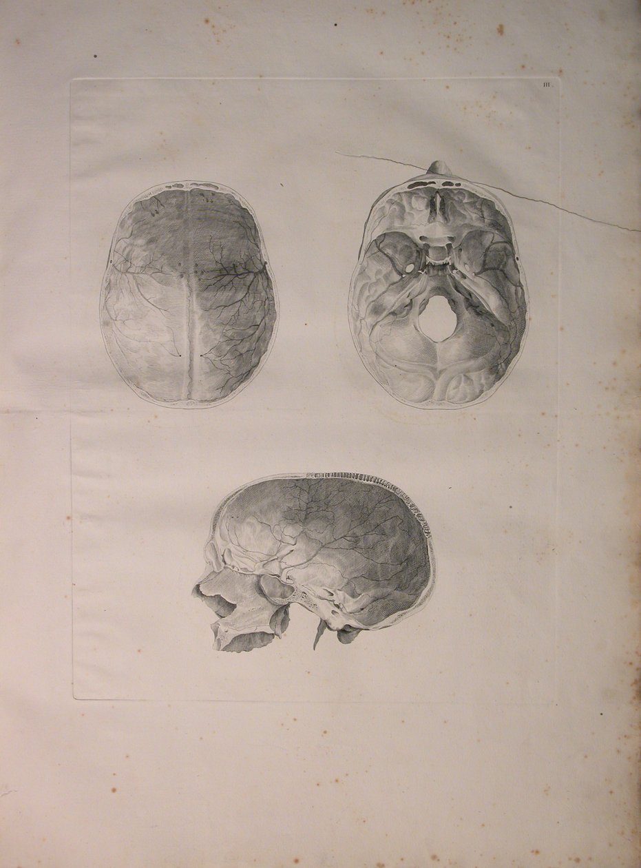 الالبومات 2 Pl. 3 ، عظام الجمجمة ، من "جدول عظام بشرية" ، بقلم برنارد سيغفريد ألبينوس (1697-1770) ، نشرها J.undH. فيربيك ، ببليوب. 1753 ، ليدن ، 1753 بواسطة جان وانديلار