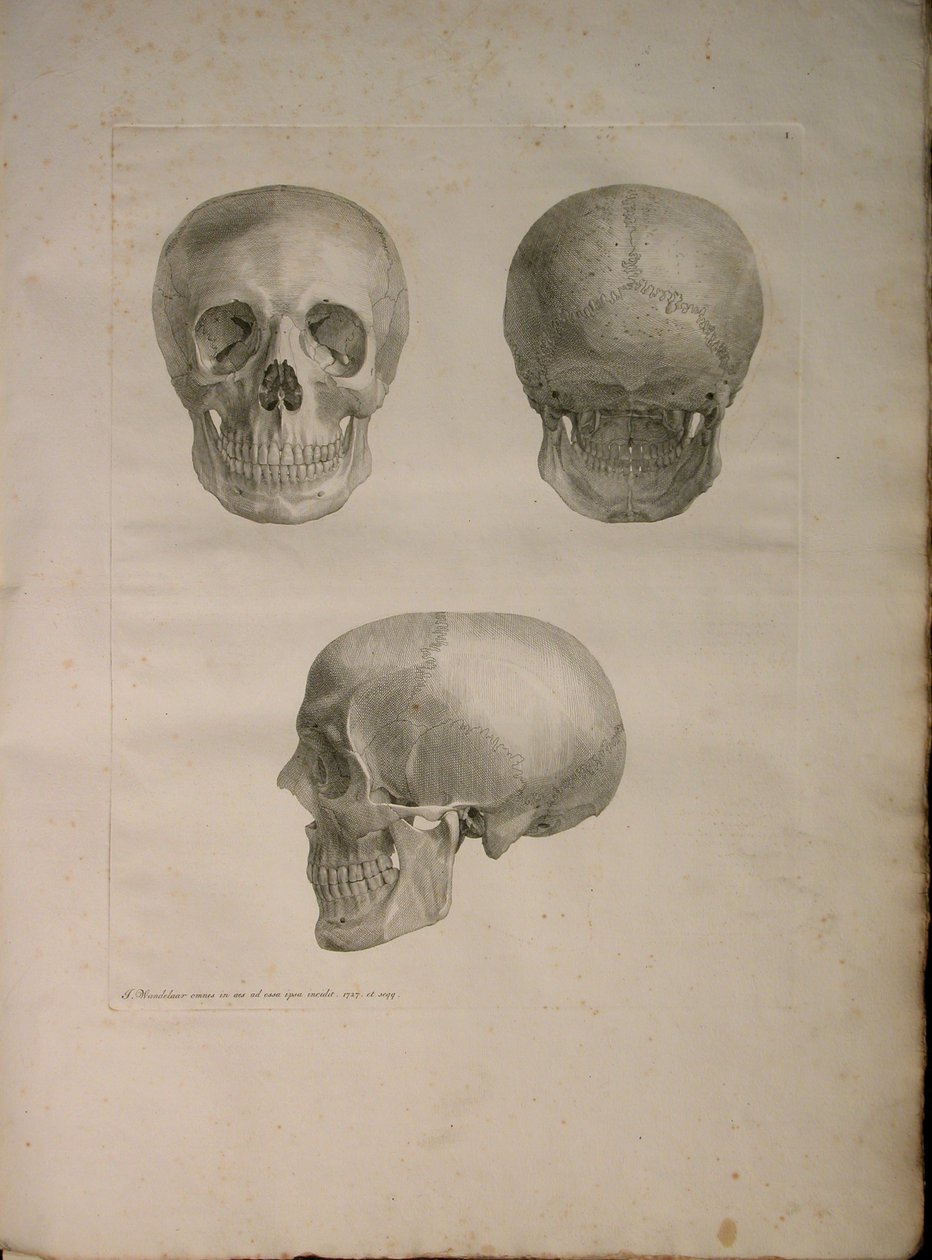 الالبومات 2 Pl. 1 ، من "جدول عظام بشرية ، بقلم برنارد سيغفريد ألبينوس (1697-1770) ، 1729 ، نشره J.undH. فيربيك ، ببليوب. 1753 ، ليدن بواسطة جان وانديلار