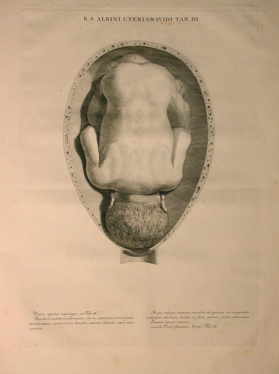 Albinus ، PI. 3 ، من "جدول عظام بشرية" ، بقلم برنارد سيغفريد ألبينوس (1697-1770) ، نشره J.undH. فيربيك ، ببليوب. ، ليدن ، 1748 بواسطة جان وانديلار