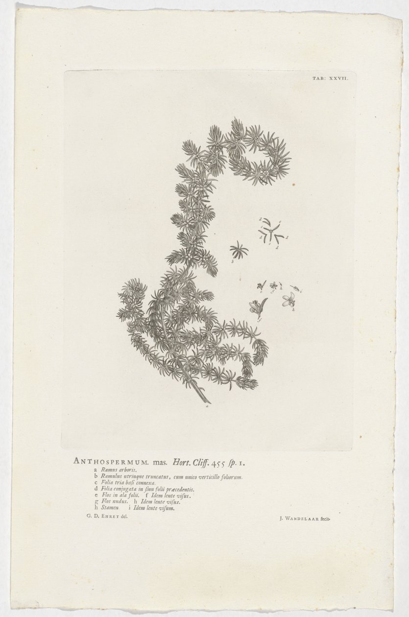 Anthospermum aethiopicum أنثوسبيرموم ذكر. حديقة. جرف. 455 ص. 1 (العنوان على الكائن) بواسطة جان وانديلار