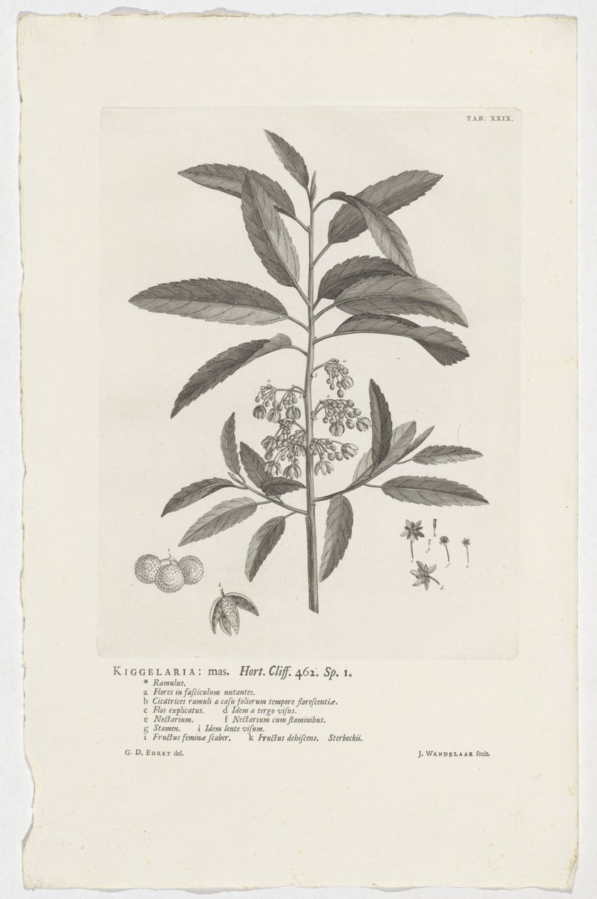 Kiggelaria africana كيجلاريا: ماس. هورت. جرف. 462. ص. 1 (العنوان على الكائن) بواسطة جان وانديلار