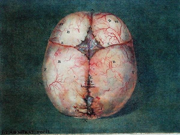 الدماغ ، من "Traite d'Anatomie du Cerveau" بقلم فيليكس فيك دازير (1748-1794) بواسطة جان أو جوان Ladmiral