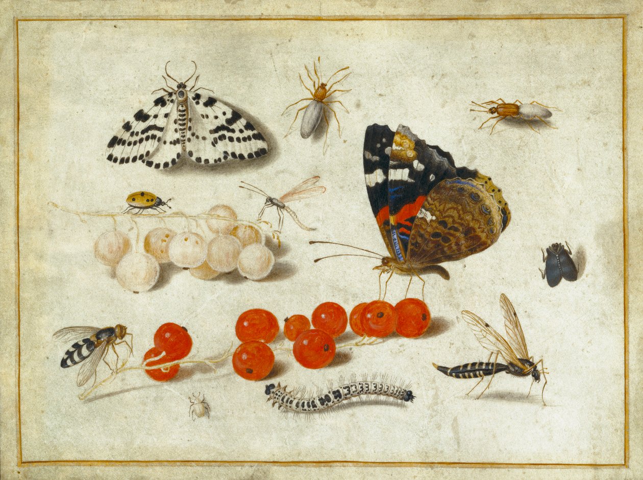 الفراشة ، كاتربيلر ، العثة ، الحشرات والكشمش ، c.1650-65 (الغواش والحبر على الرق) بواسطة جان فان كيسيل الأكبر