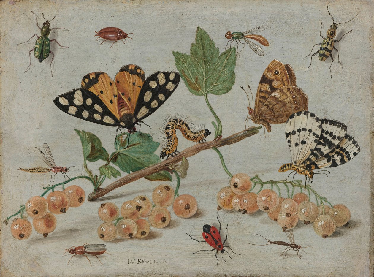 الحشرات والفاكهة ، c.1660-5 (زيت على النحاس) بواسطة جان فان كيسيل الأكبر