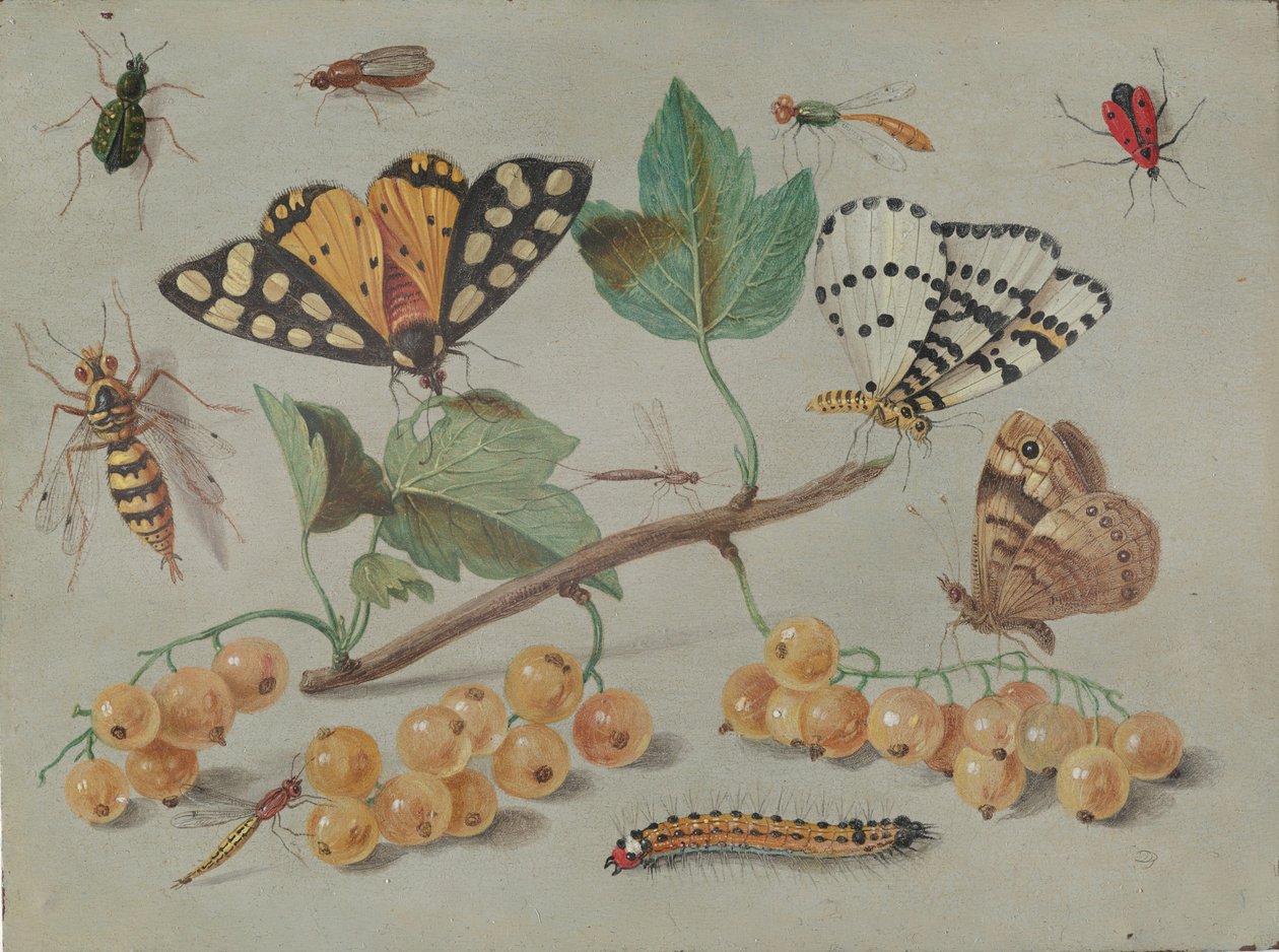 دراسة الفراشة والحشرات ، ج. 1655. بواسطة جان فان كيسيل