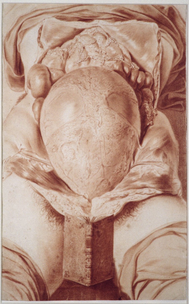 MS Hunter 658 Plate XXVI Drawing from William Hunter&39;s (1718-83) &39;Anatomy of the Human Gravid Uterus&39;، 1774 (الطباشير على الورق) بواسطة جان فان ريمسيديك