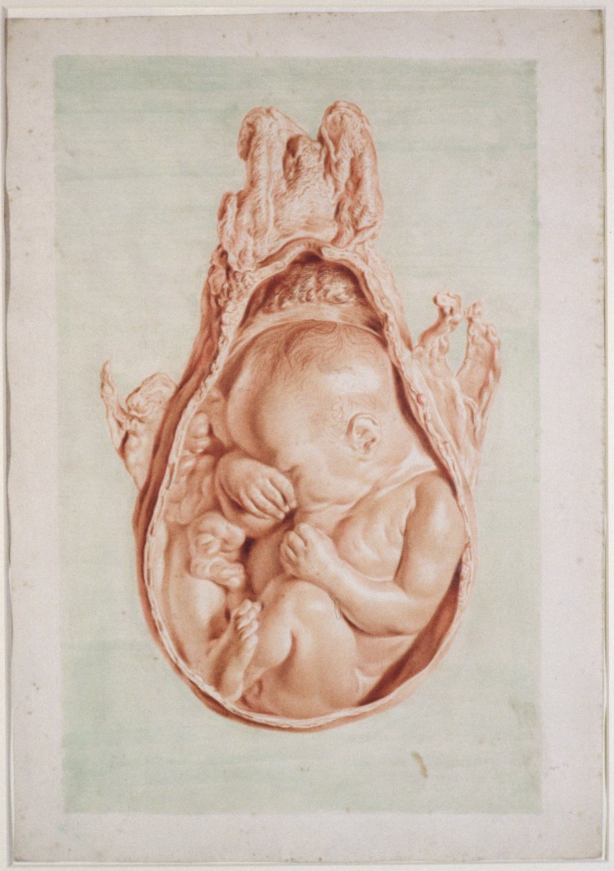 Ms Hunter 658 Plate XII Drawing for William Hunter&39;s (1718-83) "Anatomy of the Human Gravid Uterus"، 1774 (الطباشير على الورق) بواسطة جان فان ريمسيديك
