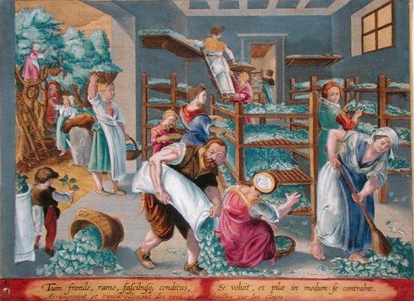 تبطين الأرفف النسائية بأوراق التوت لديدان القز ، اللوحة 5 من "Vermis Sericus" (دودة القز) محفور بواسطة Philip Galle (1537-1612) (نقش) بواسطة جان فان دير سترايت
