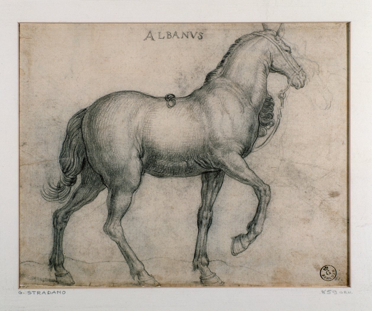 دراسة لرسم حصان لجيوفاني سترادانو (جان فان دير سترايت) (1523-1605) فلورنسا ، قسم المطبوعات والرسومات ، أوفيزي (المكاتب) بواسطة جان فان دير سترايت
