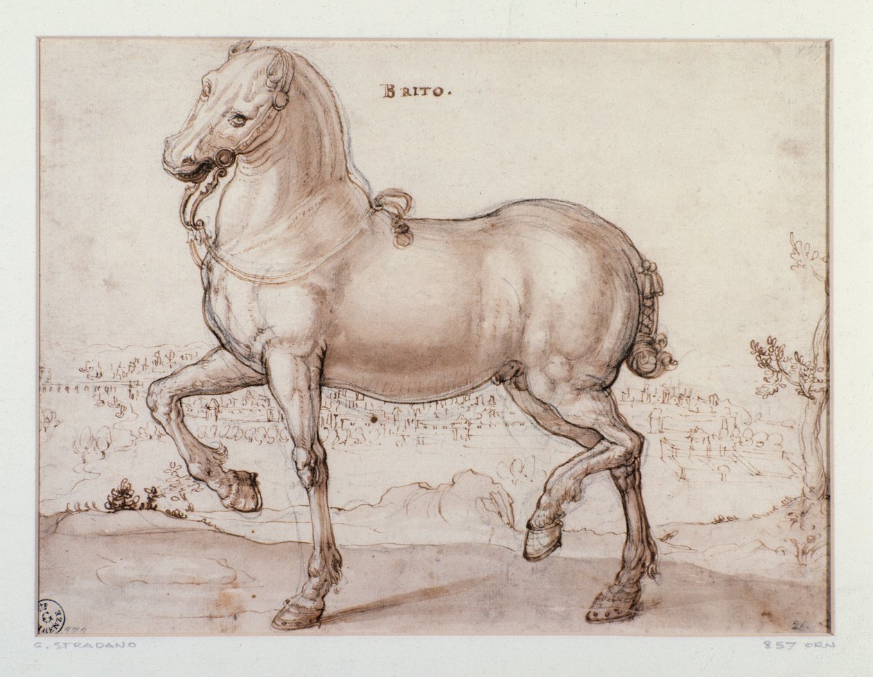 دراسة لرسم حصان لجيوفاني سترادانو (جان فان دير سترايت) (1523-1605) فلورنسا ، قسم المطبوعات والرسومات ، أوفيزي (المكاتب) بواسطة جان فان دير سترايت