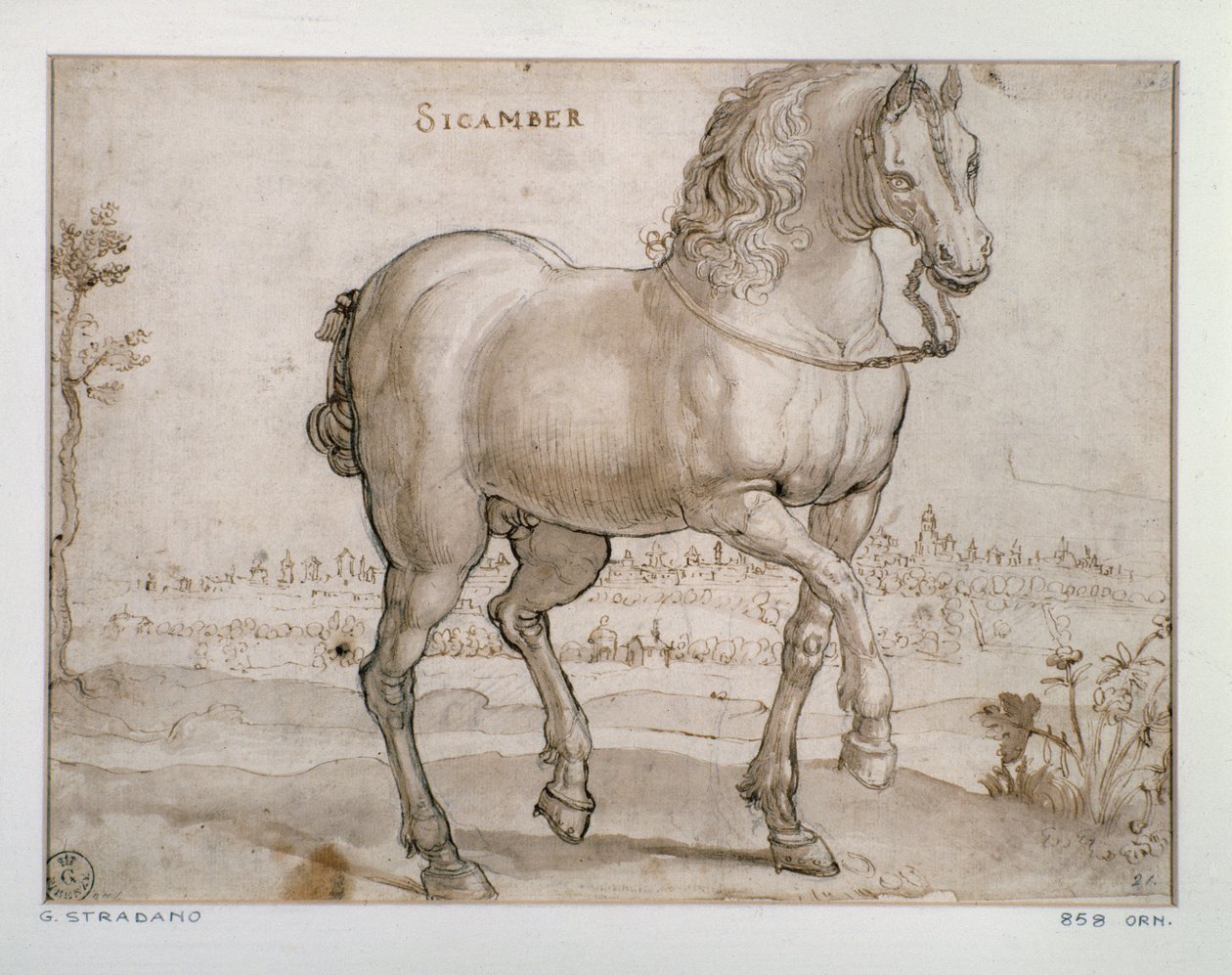 دراسة لخيول سيكامبر رسم جيوفاني سترادانو (جان فان دير ستريت) (1523-1605) فلورنسا ، قسم المطبوعات والرسومات ، أوفيزي (مكاتب) بواسطة جان فان دير سترايت