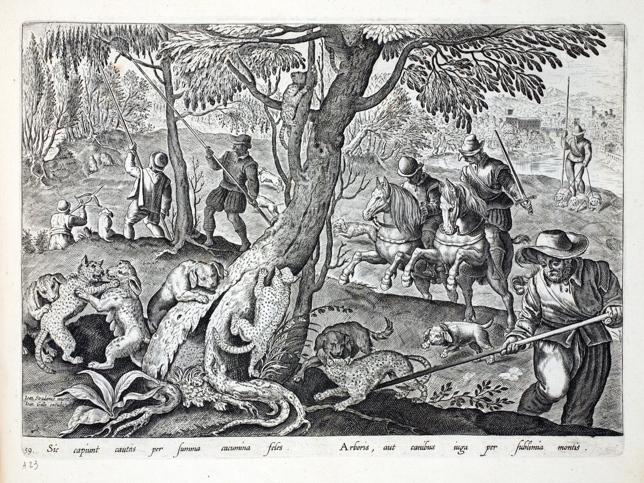 قطط الصيد مع الكلاب ، رسم توضيحي من "Venationes ، Ferarum ، Avium ، Piscium" (للصيد: وحوش برية ، طيور ، سمك) ، منقوش بواسطة Jan Collaert (1566-1628) ، حانة. فيليب جاليوس ، أمستردام (eng بواسطة جان فان دير سترايت