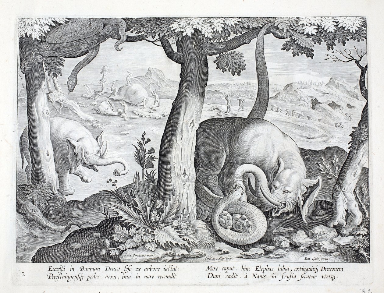 ثعبان يستخدم في صيد الفيلة ، رسم توضيحي من "Venationes ، Ferarum ، Avium ، Piscium" (للصيد: وحوش برية ، طيور ، أسماك) ، منقوش بواسطة Jan Collaert (1566-1628) ، حانة. بواسطة فيليبس غالايوس ، أمستر بواسطة جان فان دير سترايت