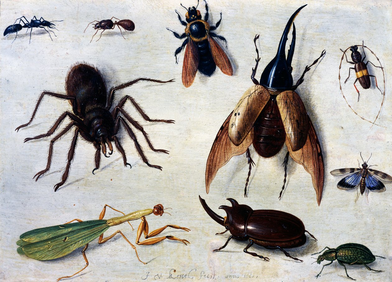 Insects بواسطة جان فان الأكبر كيسيل