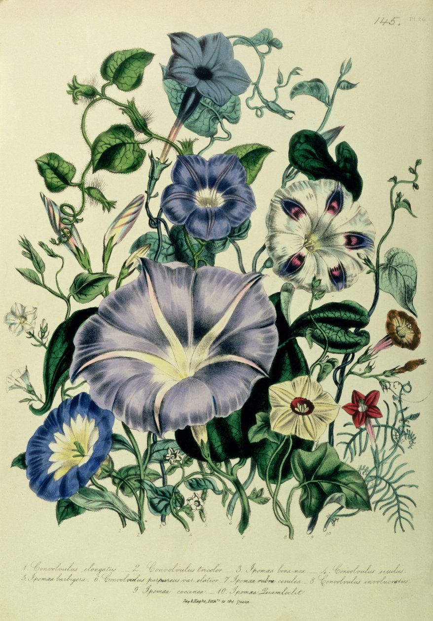 Bindweed ، اللوحة 26 من "حديقة الزهور للسيدات" ، نُشرت عام 1842 بواسطة جين لودون